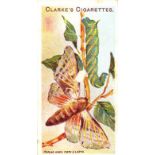 CLARKE, Butterflies & Moths, FR to generally G, 10
