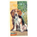 BROOKE BOND, Our Pets, complete, South Africa, EX, 50