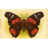 A.T.C., Butterflies, complete, premium, duplication, G to VG, 6 + 9