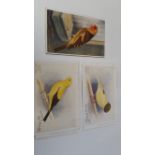 BIRDS, postcards, inc. Feathered World, advert reverse (1), Canary and Cage Bird Life, 14,