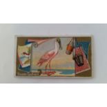 ALLEN & GINTER, Game Birds, Roseate Spoonbill, EX