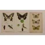 CADBURY, reward cards, Butterflies, annotation to front (2), foxing, staining etc., FR to G, 4