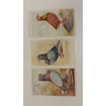 FEATHERED WORLD, postcards, Pigeons, duplication, FR to G, 5 + 3