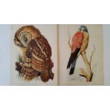 BIRDS, colour prints by Charles Tunnicliffe, 7.75 x 10.5, each with loose title card, with Sale
