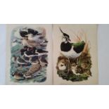 BIRDS, colour prints by Charles Tunnicliffe, 7.75 x 10.5, each with loose title card, with Sale