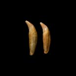 Natural History - Cave Lion Tooth Pair