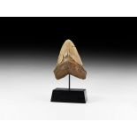 Natural History - Large Megalodon Fossil Giant Shark's Tooth