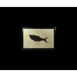 Natural History - Large Framed Wyoming Fossil Fish