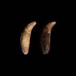 Natural History - Cave Bear Tooth Pair