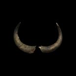 Natural History - Aurochs Horn Pair