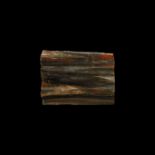 Natural History - Polished Fossil Wood Section