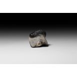 Natural History - Fossil Crotalocephalus Trilobite
