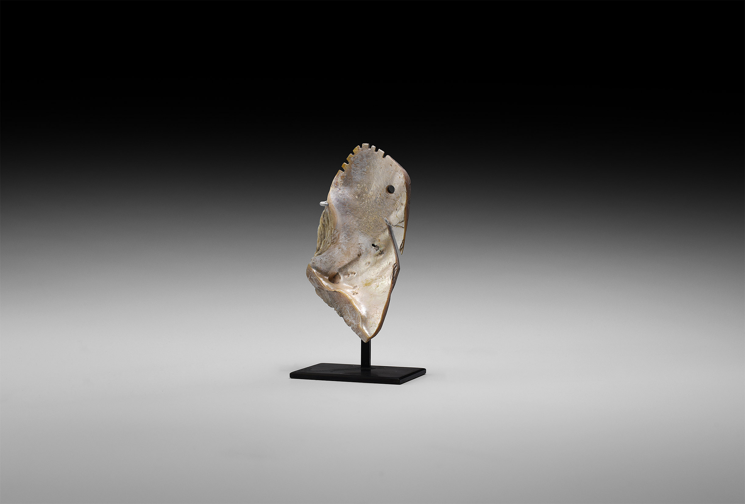 Pre-Columbian Polished Shell Pendant