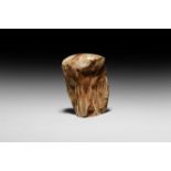 Natural History - Fossilised Wood Stump
