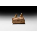 Natural History - Mosasaur Fossil Jaw Section