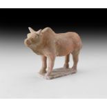 Chinese Tang Terracotta Bull