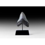 Large Megalodon Fossil Shark Tooth