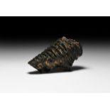 British Fossil Woolly Mammoth Tooth