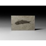 Natural History - Knightia Fossil Fish