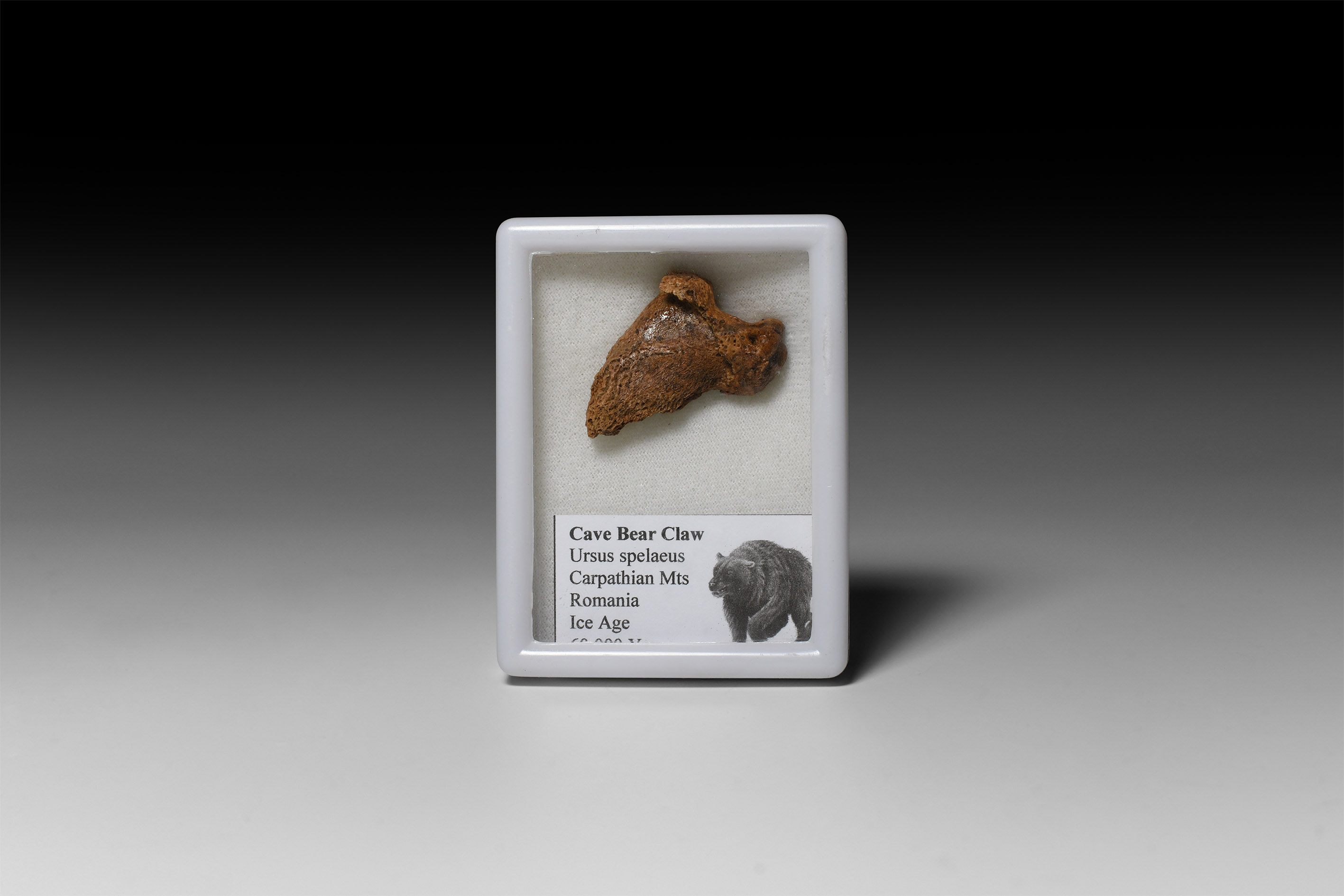 Natural History - Cave Bear Claw