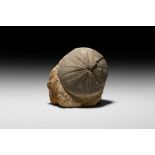 Fossil Clypeus Ploti Sea Urchin Display