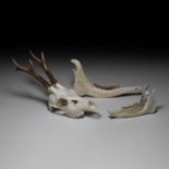 Natural History - European Roe Deer Skull