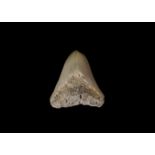 Natural History - Megalodon Fossil Shark Tooth