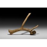 Natural History - British Ice Age Red Deer Antler