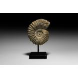 Natural History - Fossil Acanthoceras Ammonite