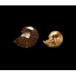 Natural History - Polished Fossil Ammonite Group