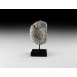 Natural History - Mounted Fossil Ammonite