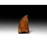 Natural History - Fossil African 'T-Rex' Tooth