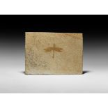 Natural History - Fossil Dragonfly