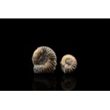 Agatized Fossil Ammonite Collection