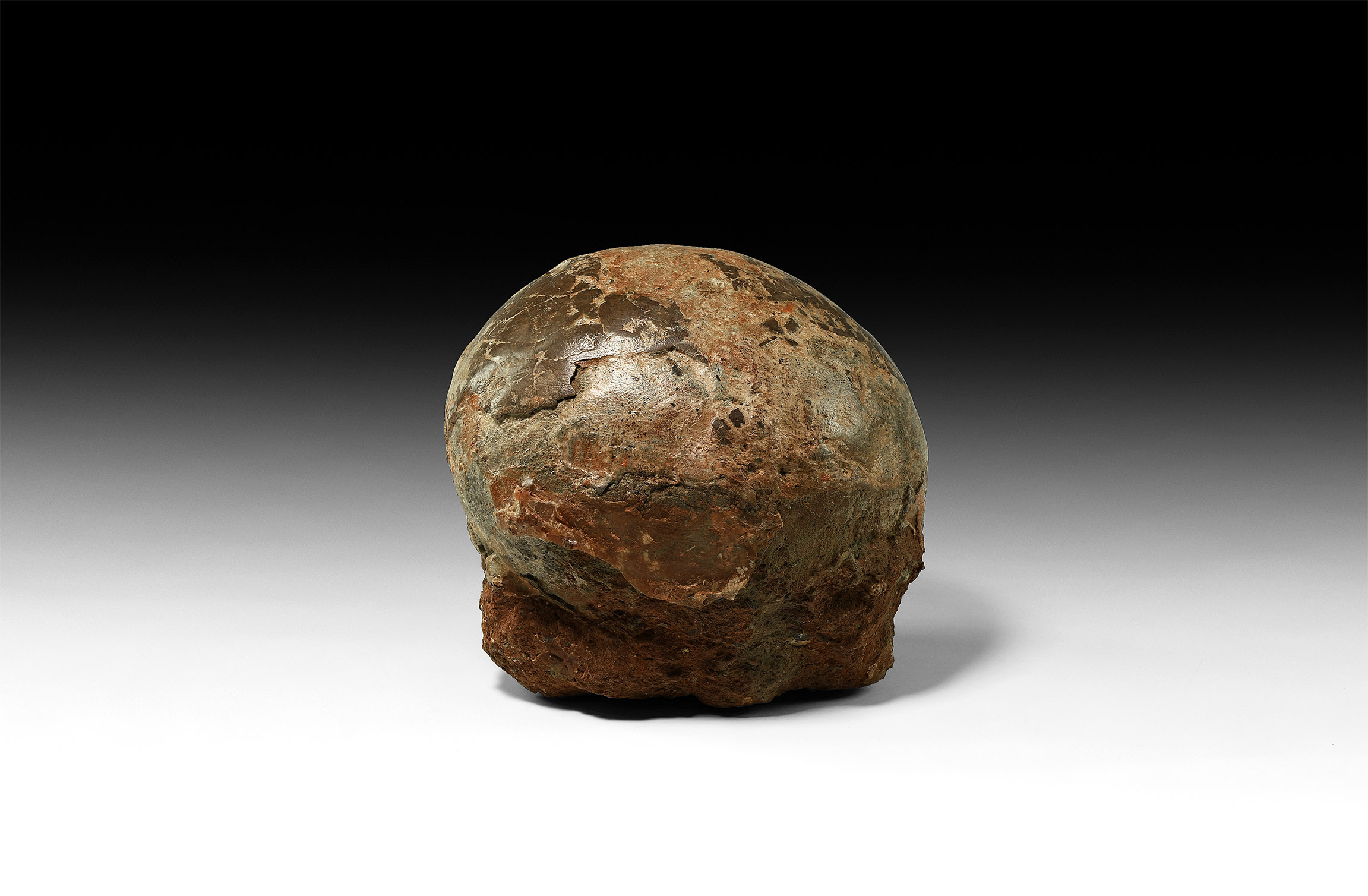 Natural History - Fossil Hadrosaur Dinosaur Egg