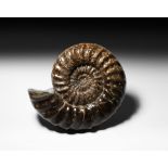 Natural History - Large British Polished Fossil Asteroceras Obtusum Ammonite