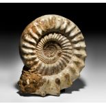 Natural History - Huge Madagascan Fossil Ammonite