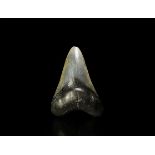 Natural History - Fossil Megalodon Giant Shark Tooth