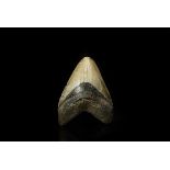 Natural History - Fossil Megalodon Giant Shark Tooth