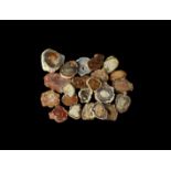 Natural History - Madagascar Fossil Wood Slice Specimens