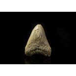 Natural History - Fossil Megalodon Giant Shark Tooth