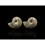 Natural History - Polished Fossil Opal Lustre Ammonite Pair