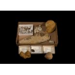 Natural History - Historic British Fossil Collection