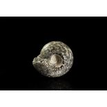 Natural History - British Cadoceras Sublaeve Ammonite