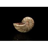 Natural History - Polished Fossil Ammonite