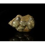 Natural History - British Polished Cardinia Bivalve Fossil Display