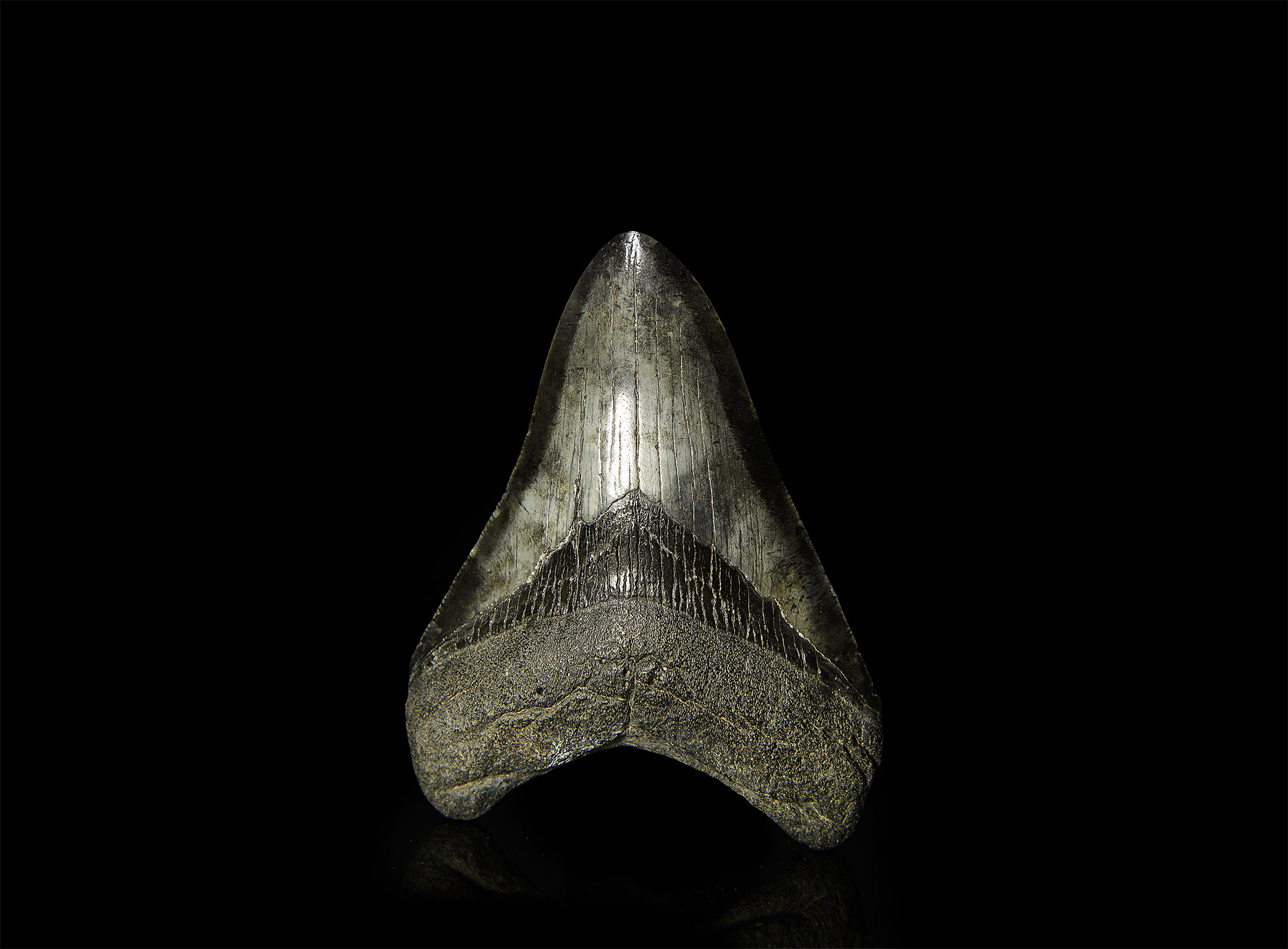 Natural History - Fossil Megalodon Giant Shark Tooth