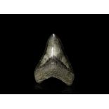 Natural History - Fossil Megalodon Giant Shark Tooth