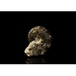 Natural History - Polished Mamites Fossil Ammonite