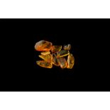 Natural History - Insects in Baltic Amber Group
